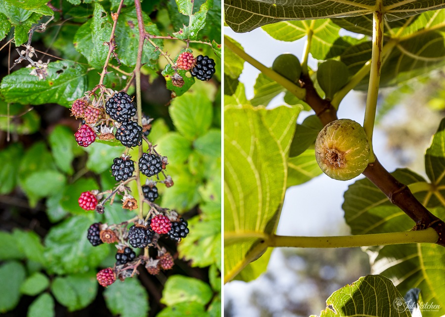 late summer fruit