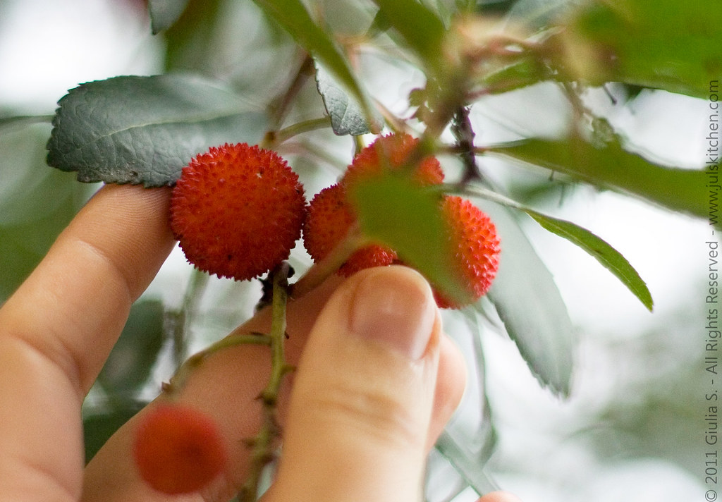 A great room tree Edible Fruit produces the Beautiful Strawberry Tree 
